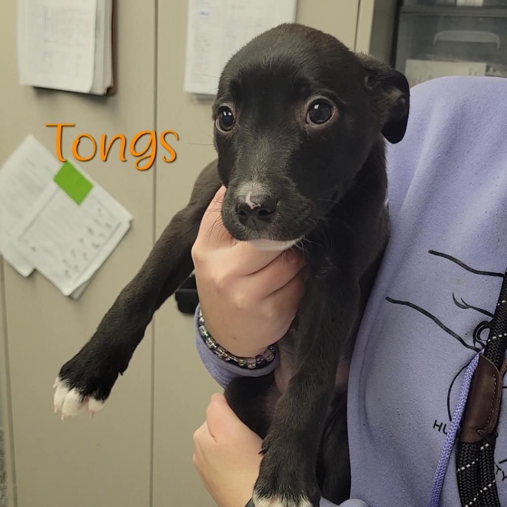 Tongs, Adoptable, Puppy Male Border Collie & Pit Bull Terrier.