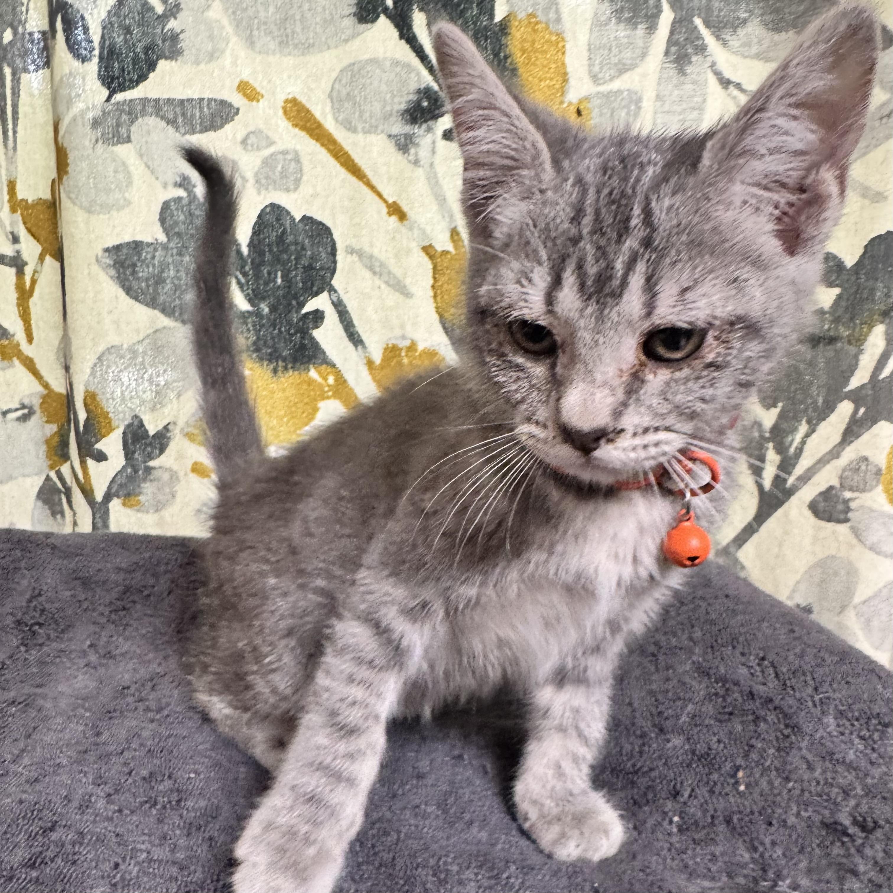 Emily, ADOPTABLE, Kitten Female Domestic Short Hair.