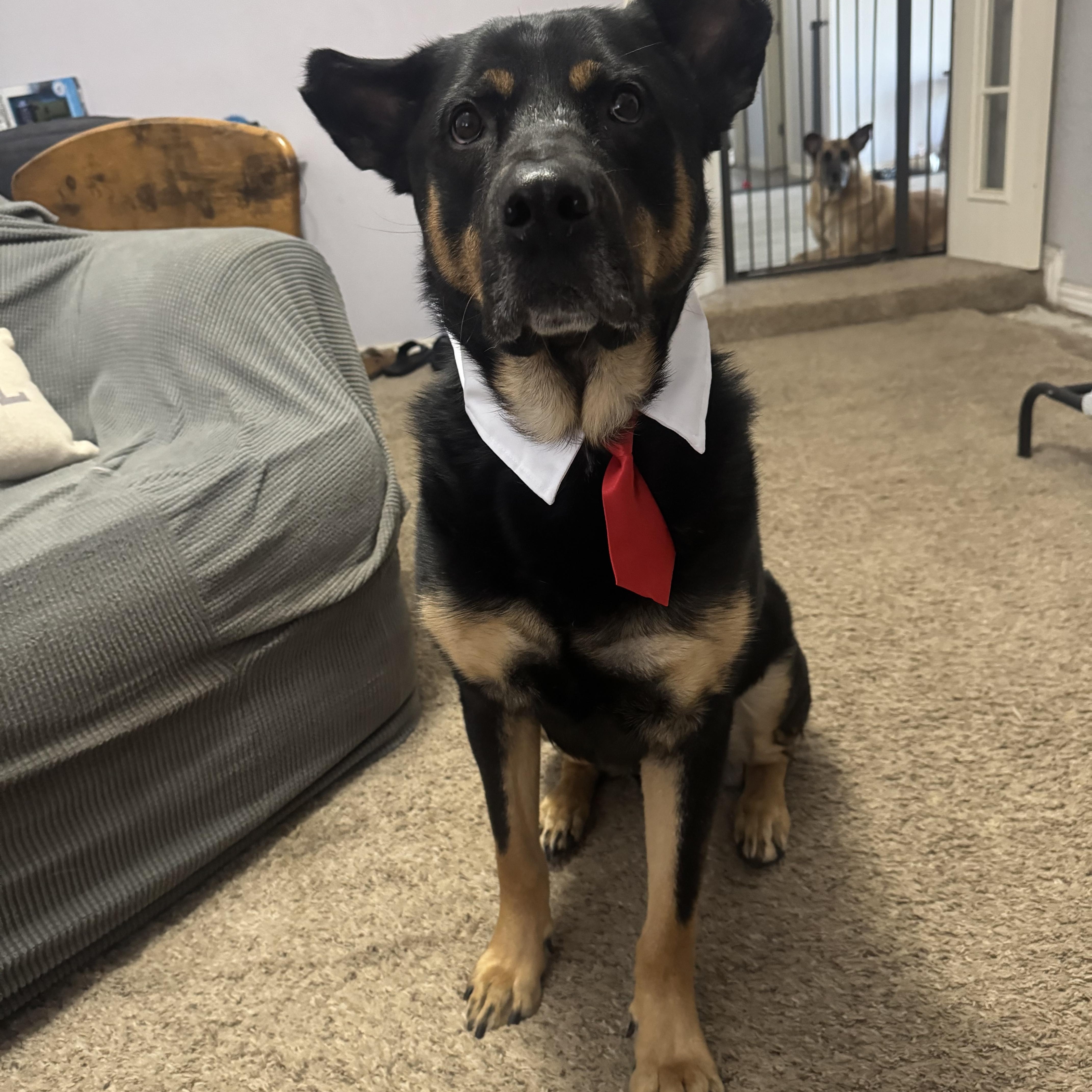 COTA, Adoptable, Young Male Rottweiler & German Shepherd Dog.