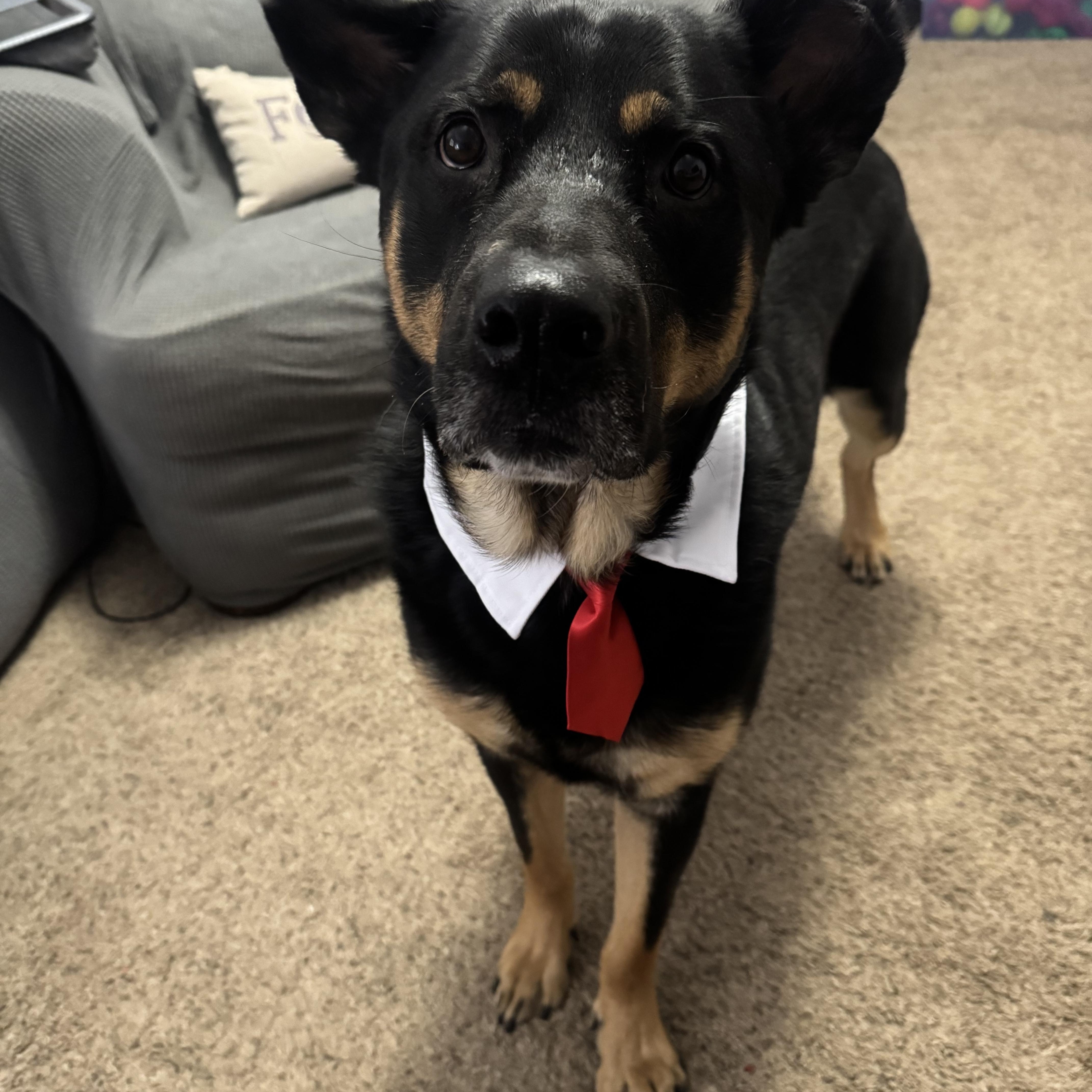 Enlarge COTA, a Adoptable mixed breed in Greenville, NC image 2/5