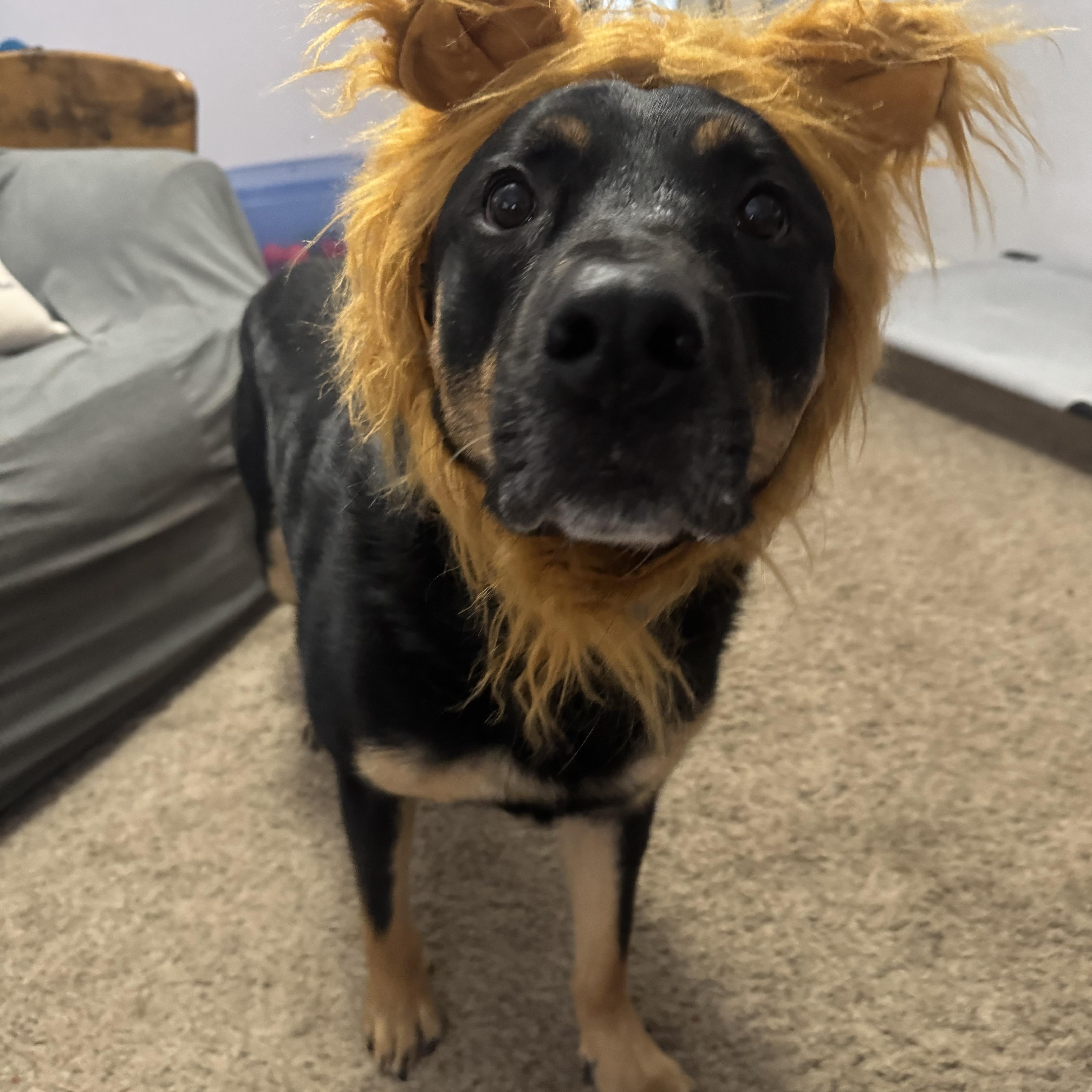 Enlarge COTA, a Adoptable mixed breed in Greenville, NC image 3/5