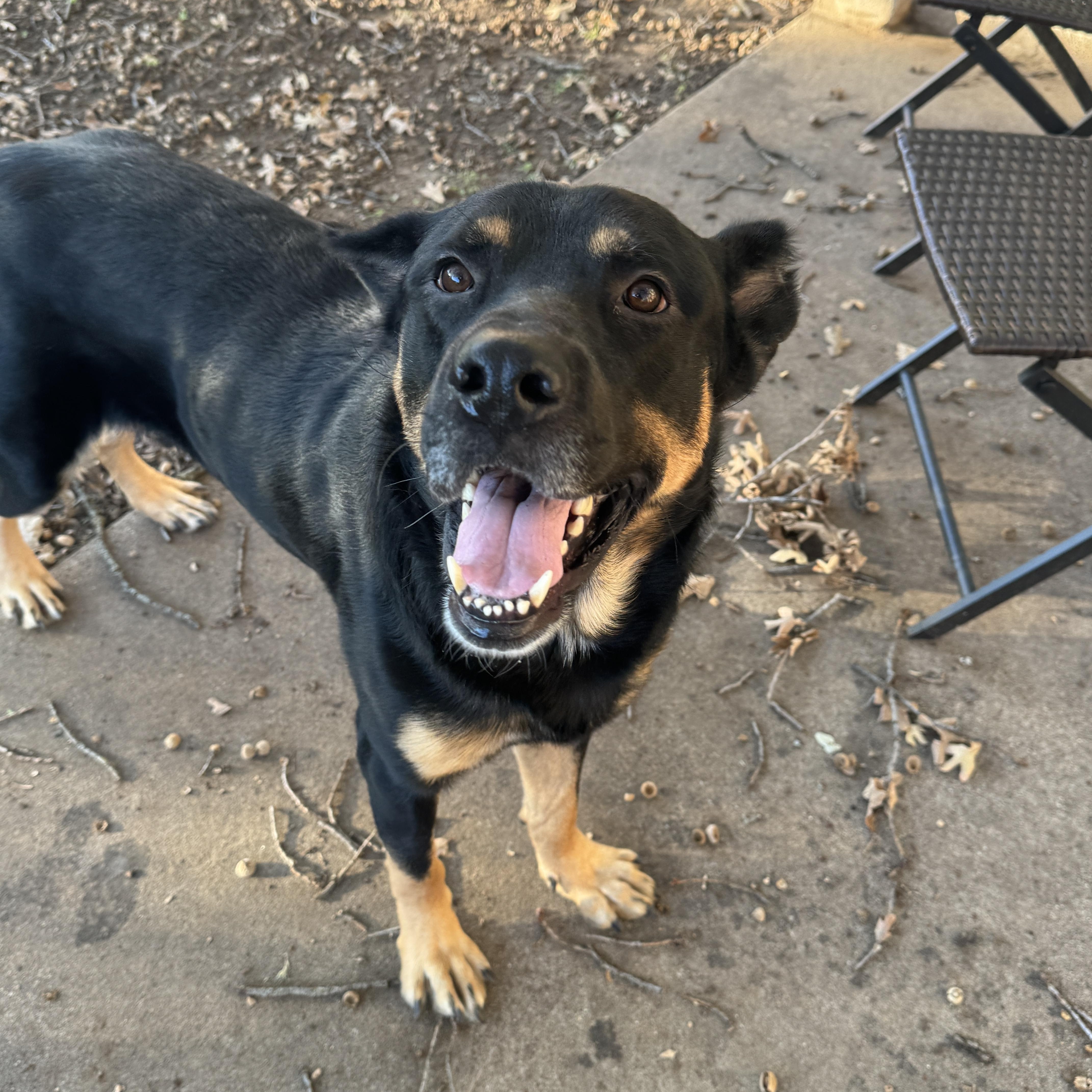 Enlarge COTA, a Adoptable mixed breed in Greenville, NC image 5/5