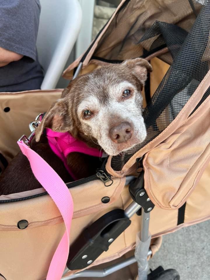 Ginger, Adopted, Senior Female Dachshund & Chihuahua.