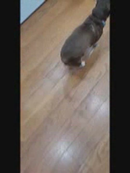 Enlarge Ginger, a Adopted mixed breed in Baldwin, NY video 2/4