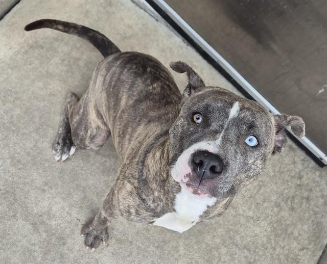 ASPEN, Adoptable, Young Female Pit Bull Terrier.