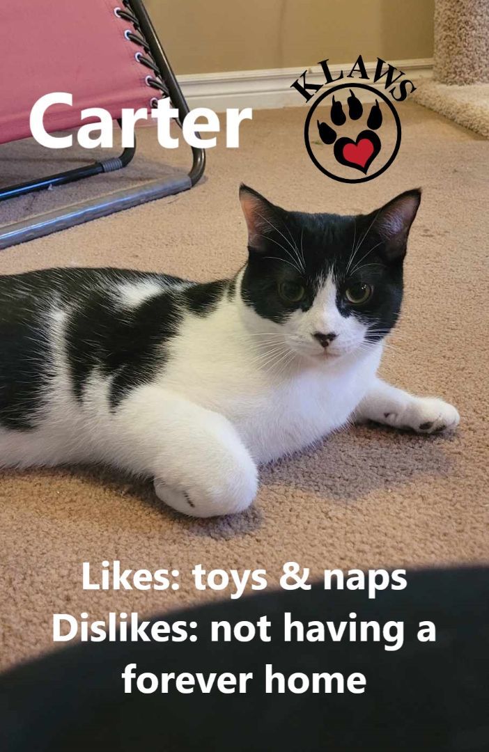 Carter, an adoptable Domestic Short Hair in Lindsay, ON, K9V 2Z0 | Photo Image 5