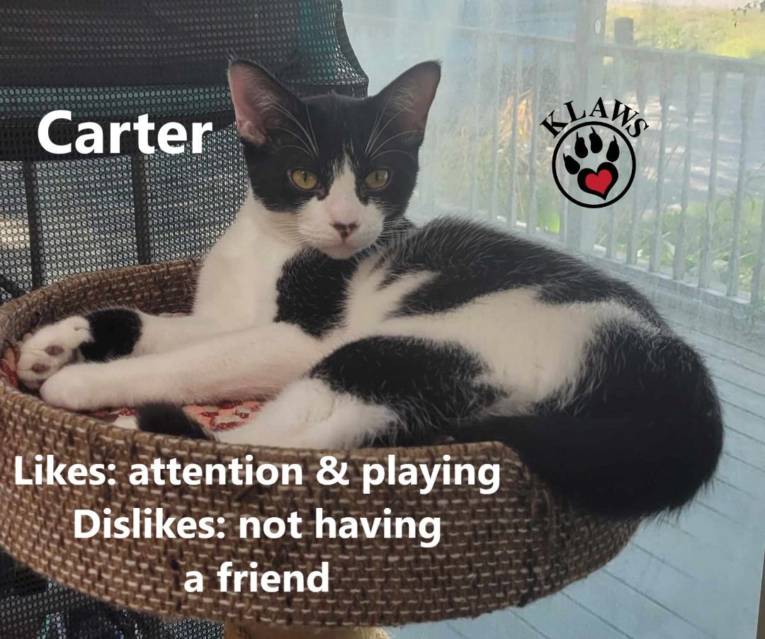 Carter, an adoptable Domestic Short Hair in Lindsay, ON, K9V 2Z0 | Photo Image 6