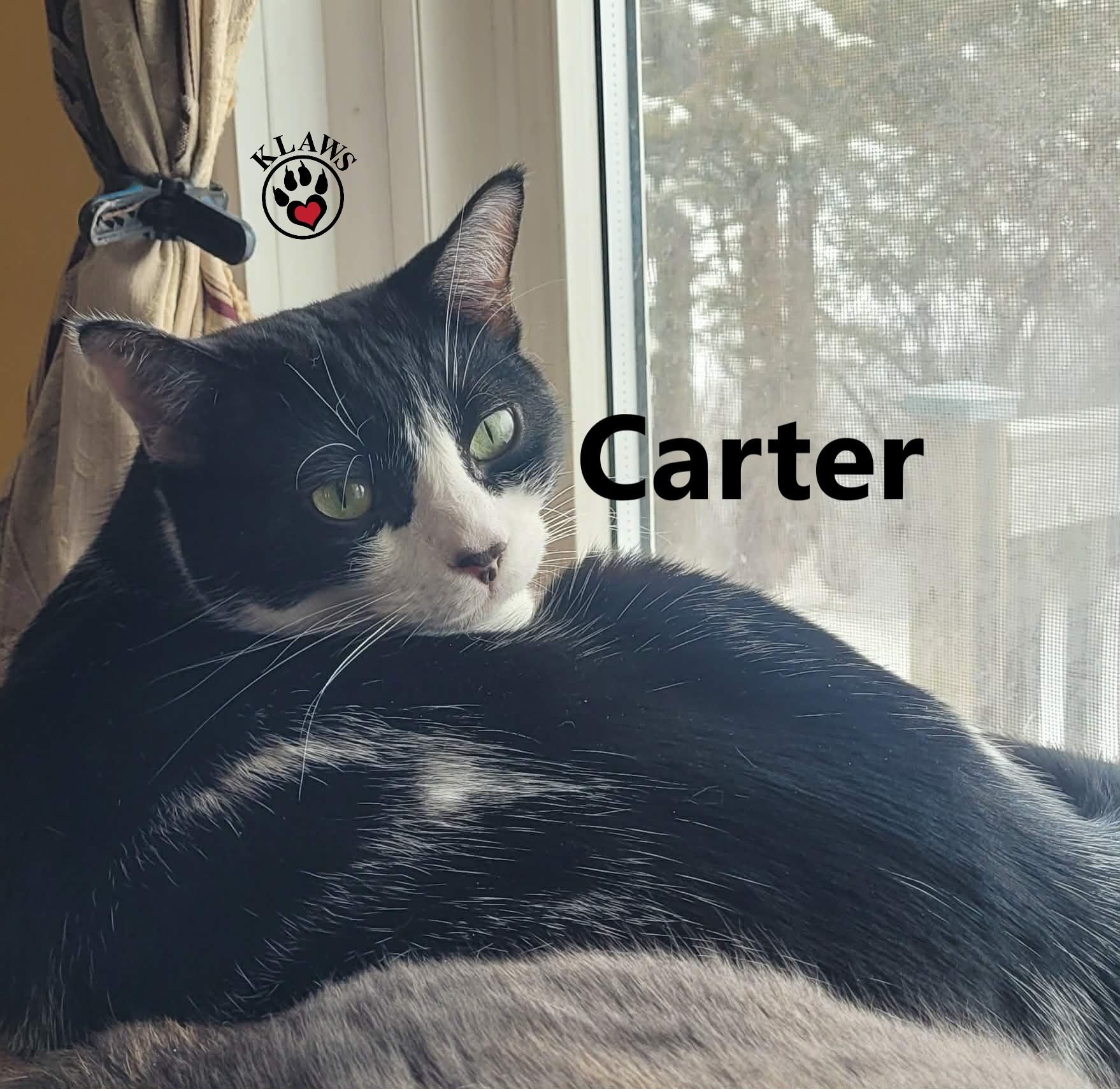 Carter, a Adoptable Domestic Short Hair in Lindsay, ON image 4/6