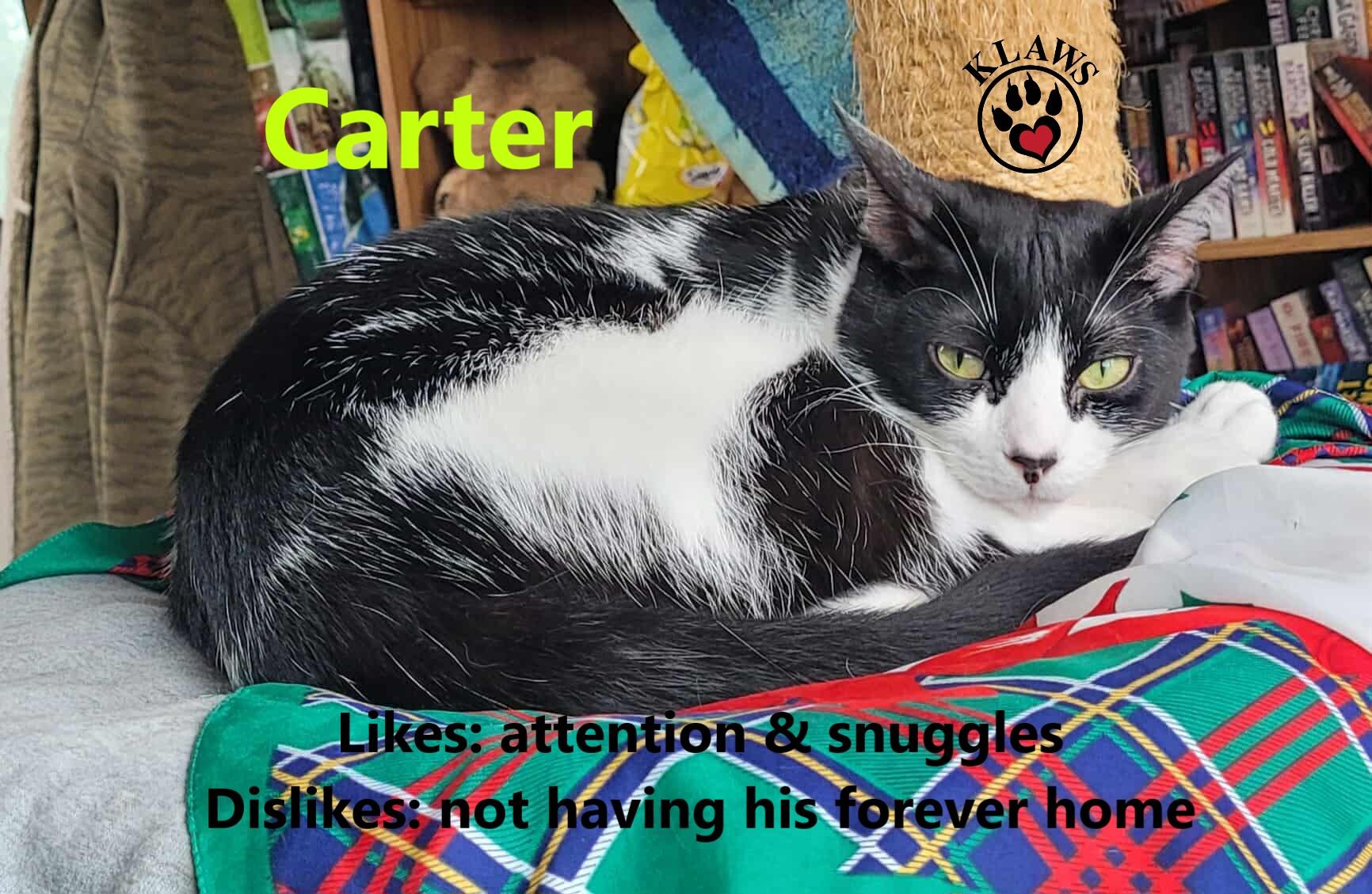 Carter, Adoptable, Adult Male Domestic Short Hair.