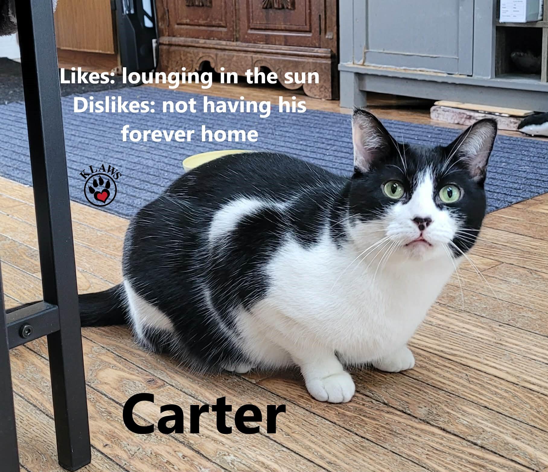 Carter, a Adoptable Domestic Short Hair in Lindsay, ON image 1/6