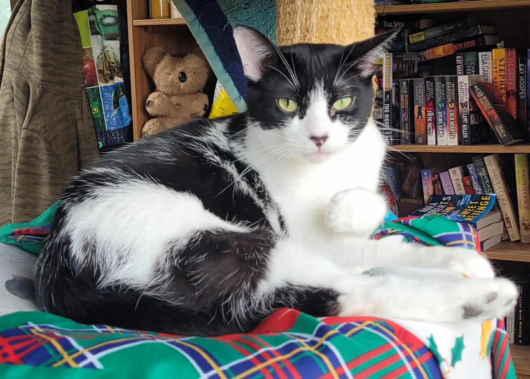 Enlarge Carter, a Adoptable Domestic Short Hair in Lindsay, ON image 3/5