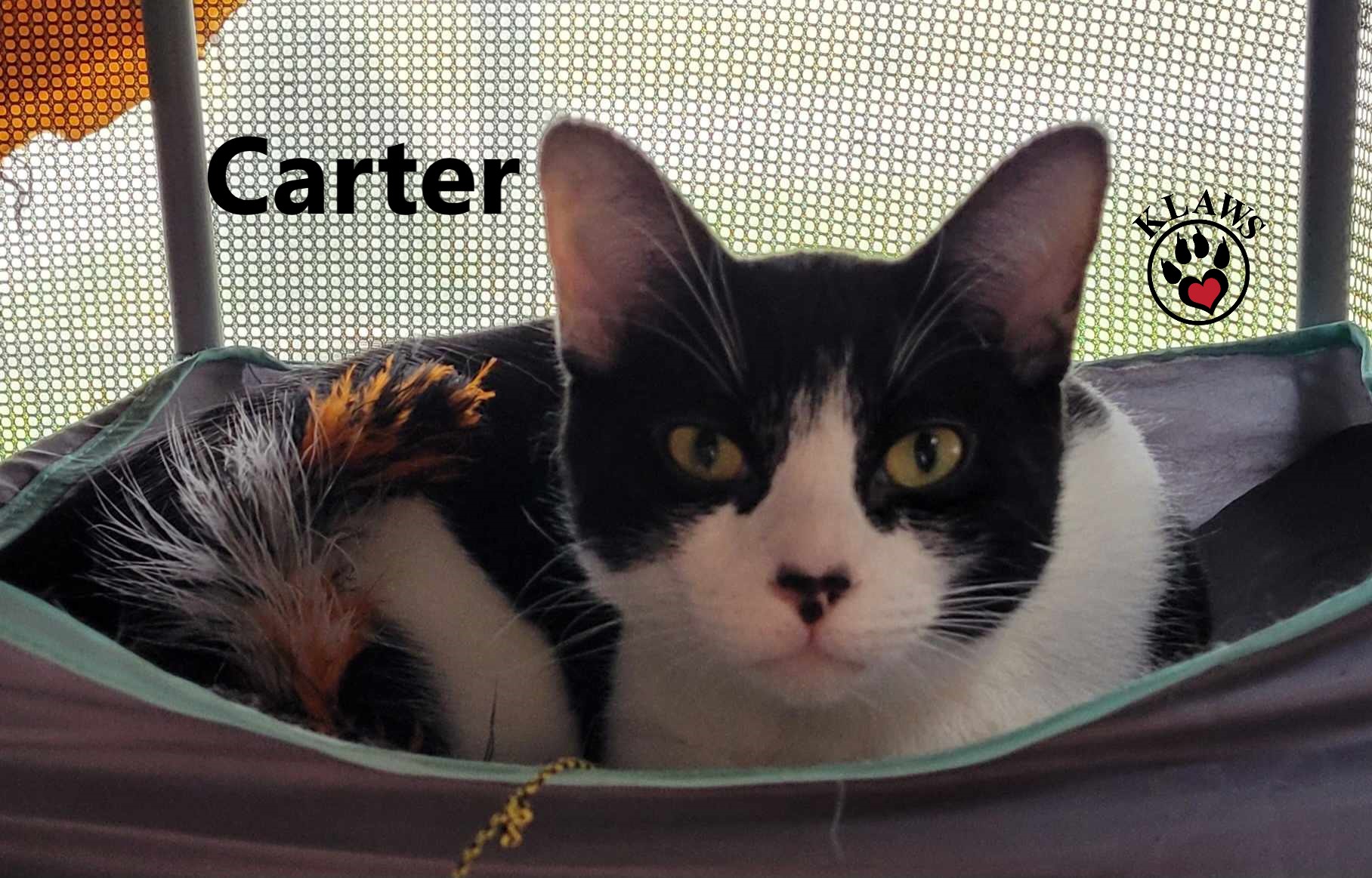 Carter, an adoptable Domestic Short Hair in Lindsay, ON, K9V 2Z0 | Photo Image 4