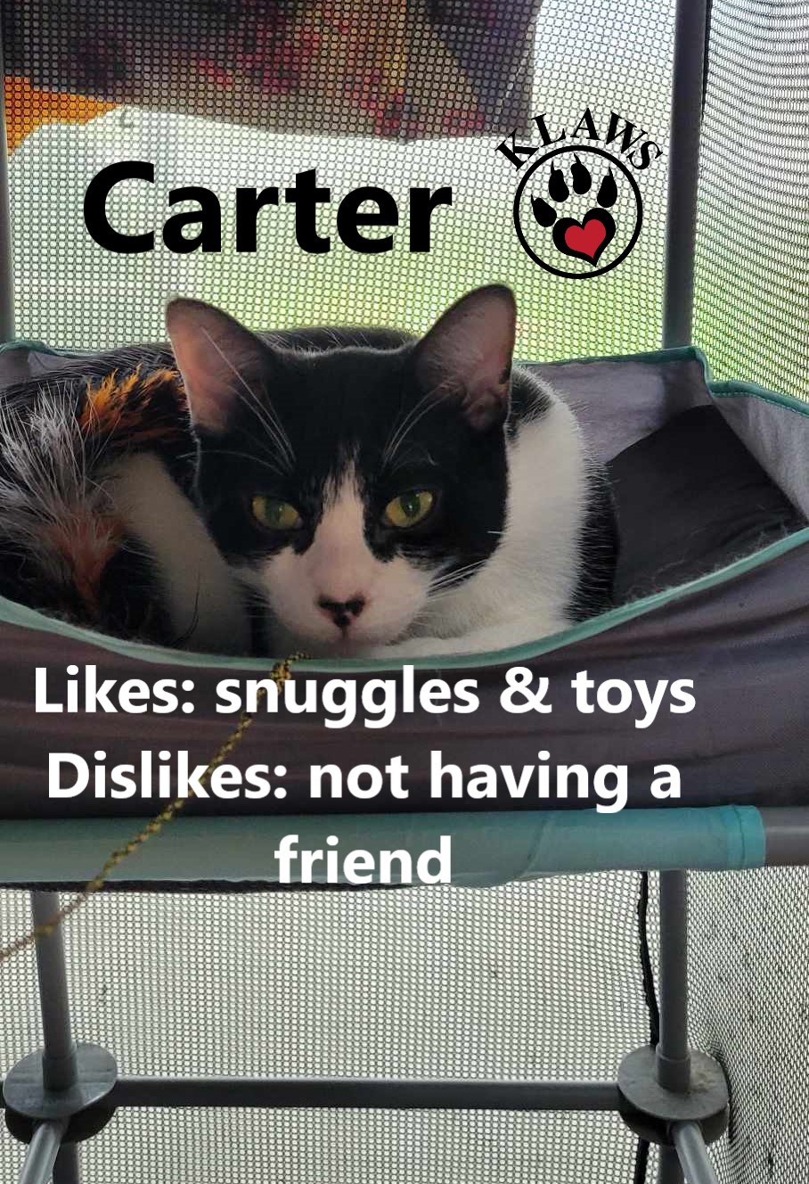 Carter, an adoptable Domestic Short Hair in Lindsay, ON, K9V 2Z0 | Photo Image 3
