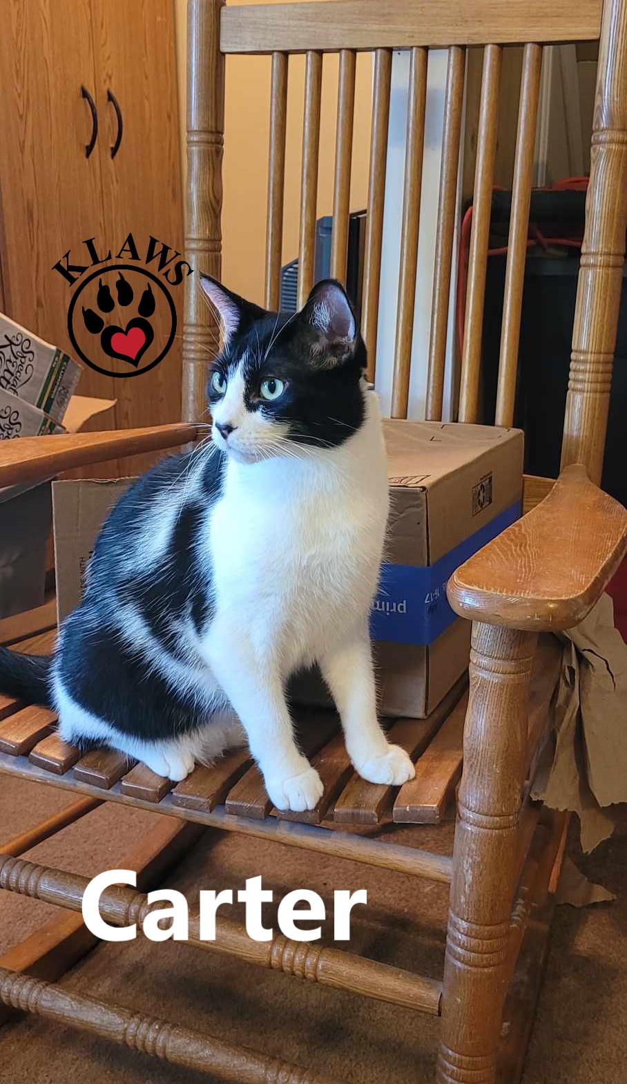 Carter, an adoptable Domestic Short Hair in Lindsay, ON, K9V 2Z0 | Photo Image 2