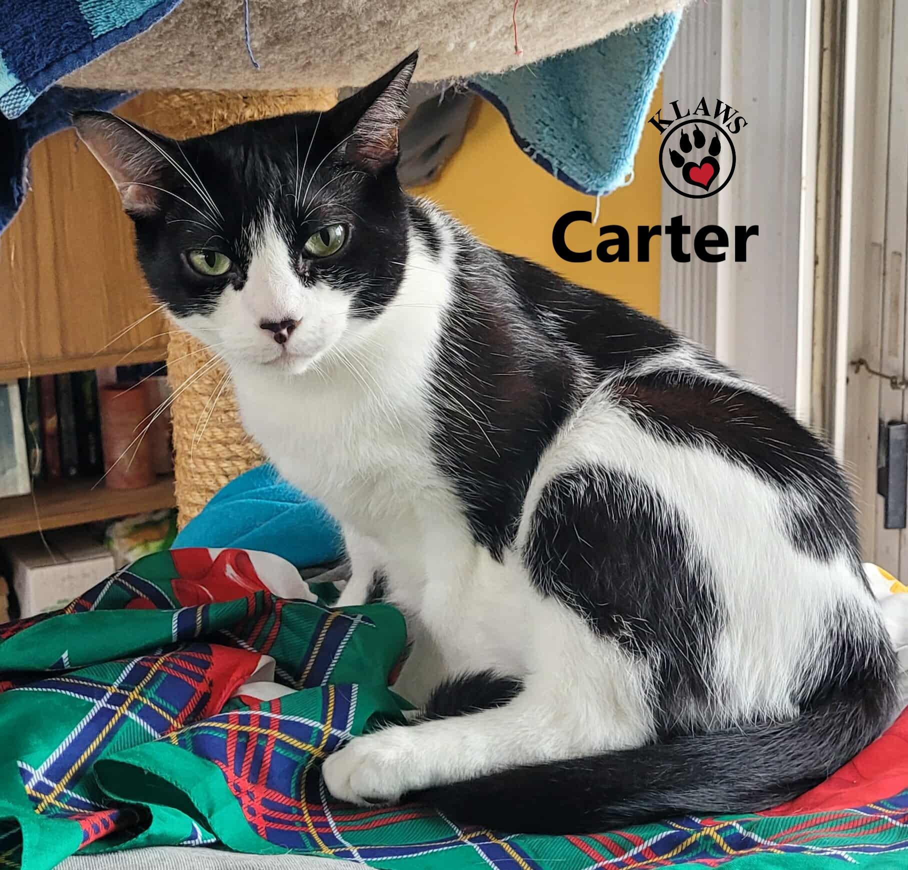 Enlarge Carter, a Adoptable Domestic Short Hair in Lindsay, ON image 2/5