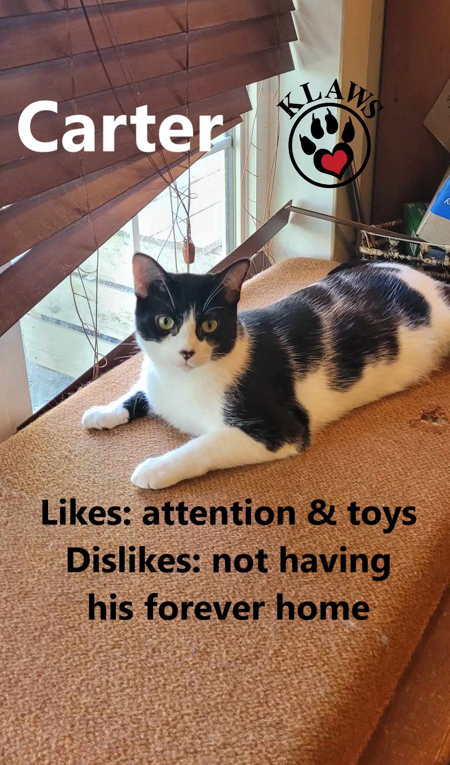 Enlarge Carter, a Adoptable Domestic Short Hair in Lindsay, ON image 4/5