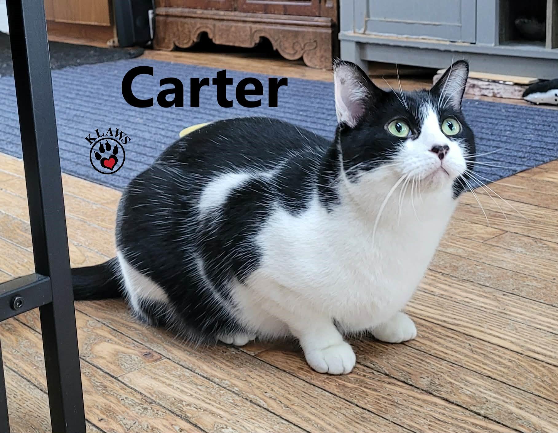 Carter, a Adoptable Domestic Short Hair in Lindsay, ON image 2/6