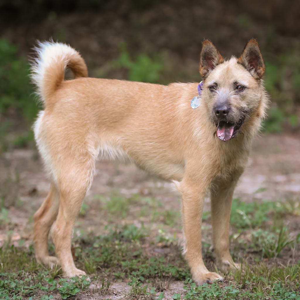 Coco, a Adoptable mixed breed in Houston, TX image 2/6