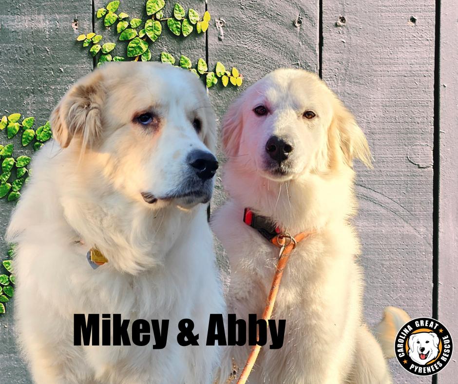 Enlarge Mikey and Abby, a Adoptable Great Pyrenees in Marshville, NC image 1/3