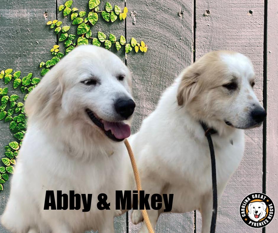 Enlarge Mikey and Abby, a Adoptable Great Pyrenees in Marshville, NC image 2/3