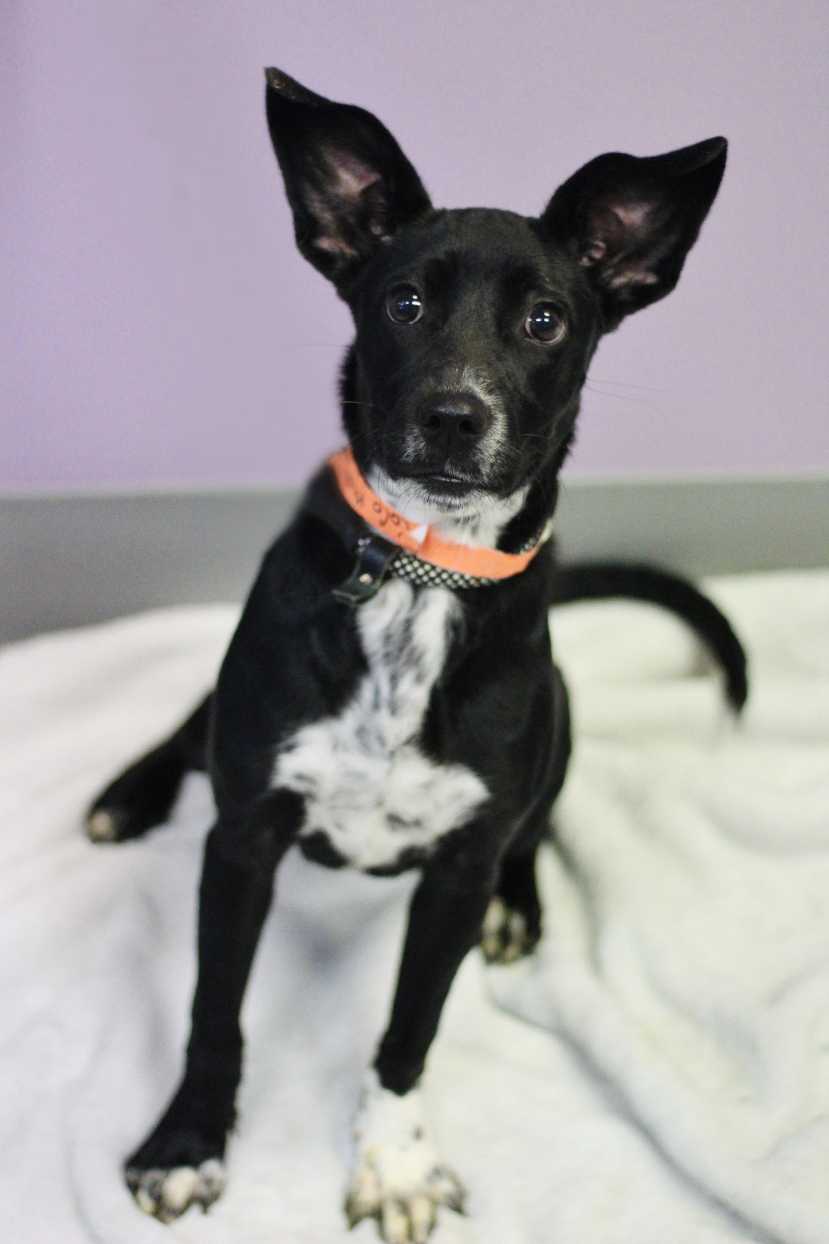 Safari in NH. Come Meet our Adoptable Dogs Wednesday-Saturday. More info in Bio photo