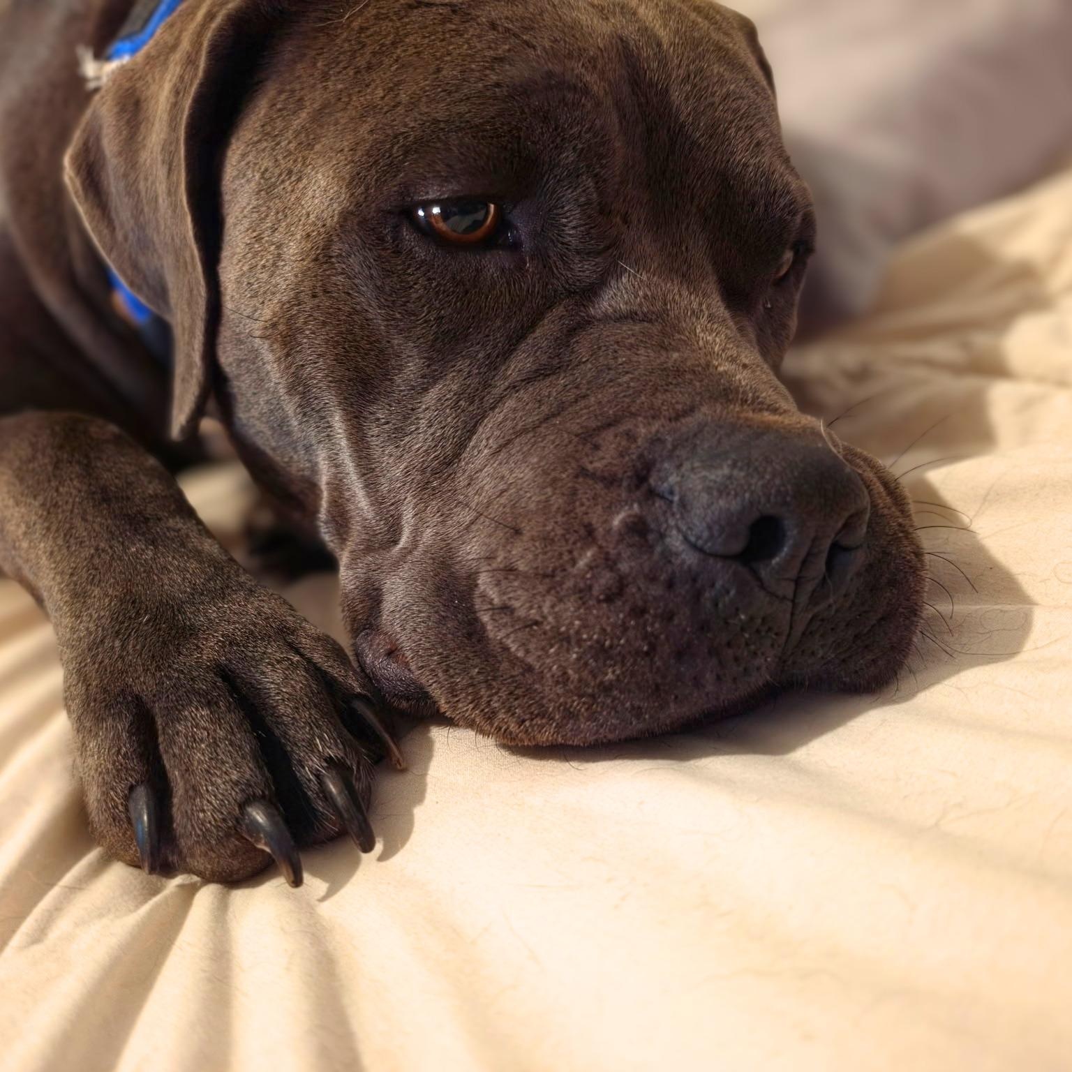 Enlarge Whiskey, a Adoptable mixed breed in Austin, TX image 6/6
