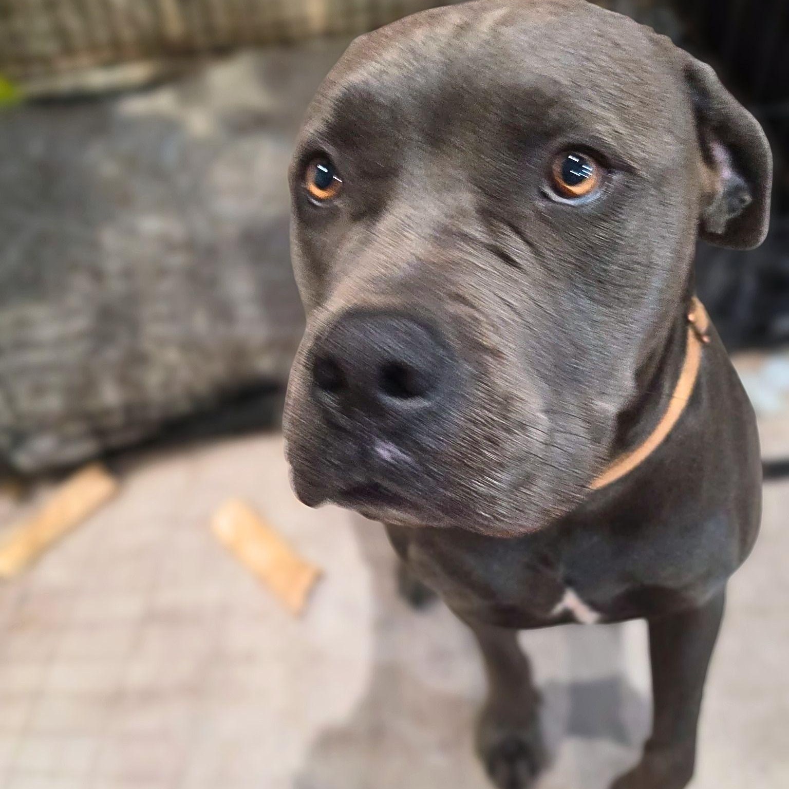 Enlarge Whiskey, a Adoptable mixed breed in Austin, TX image 3/6