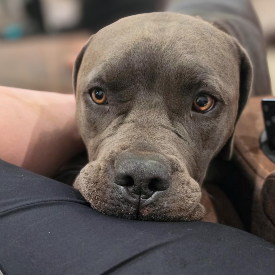 Enlarge Whiskey, a Adoptable mixed breed in Austin, TX image 4/6