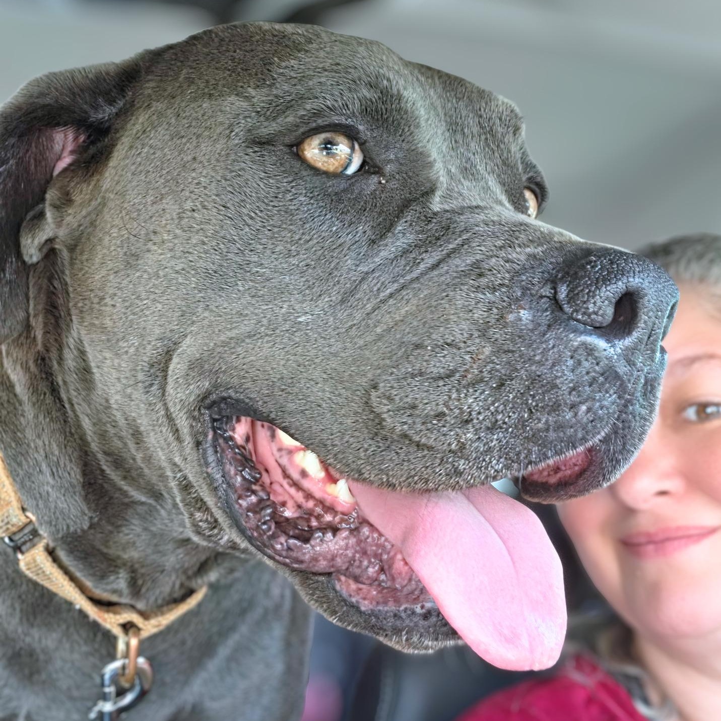 Enlarge Whiskey, a Adoptable mixed breed in Austin, TX image 2/6