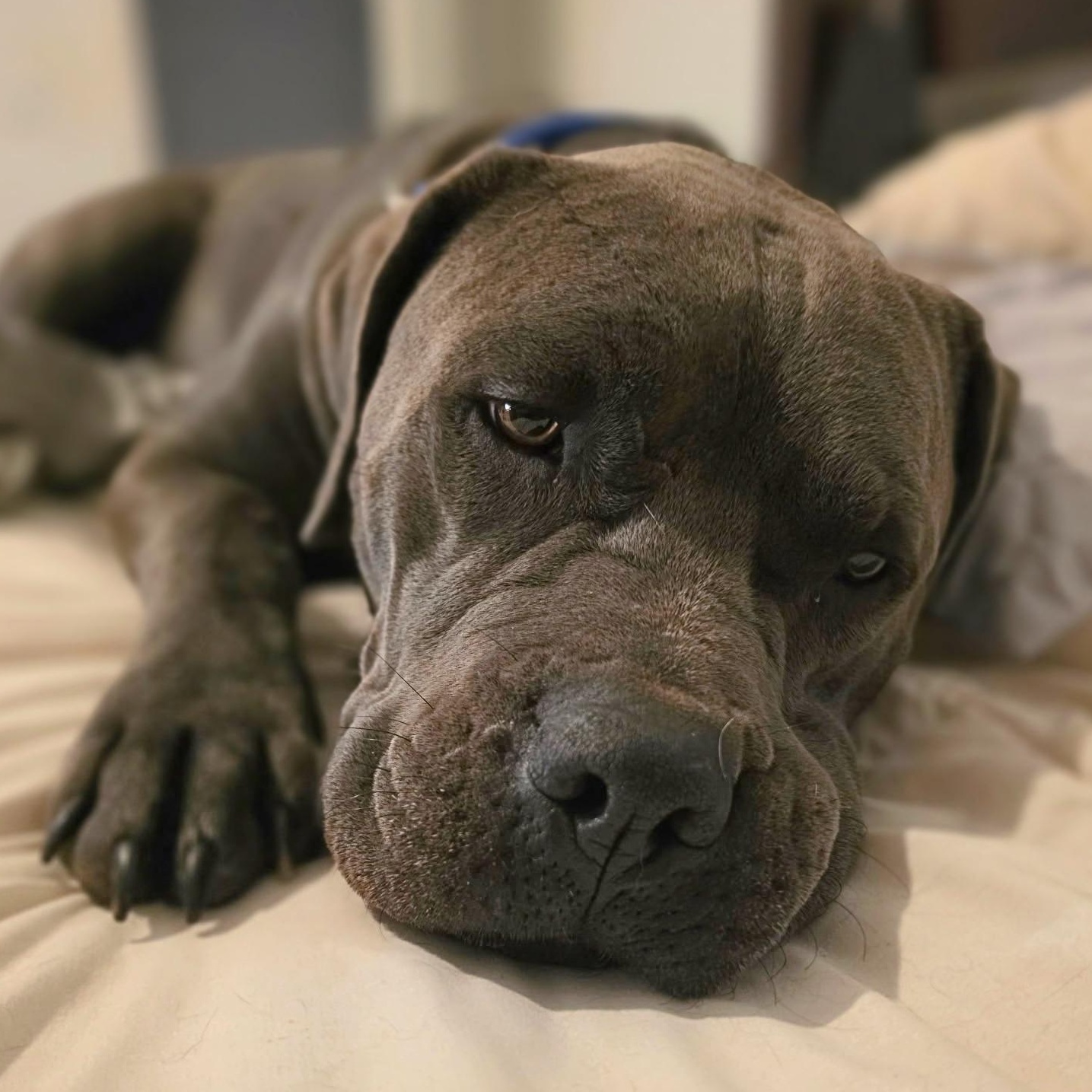 Whiskey, Adoptable, Adult Male Cane Corso & Pit Bull Terrier.