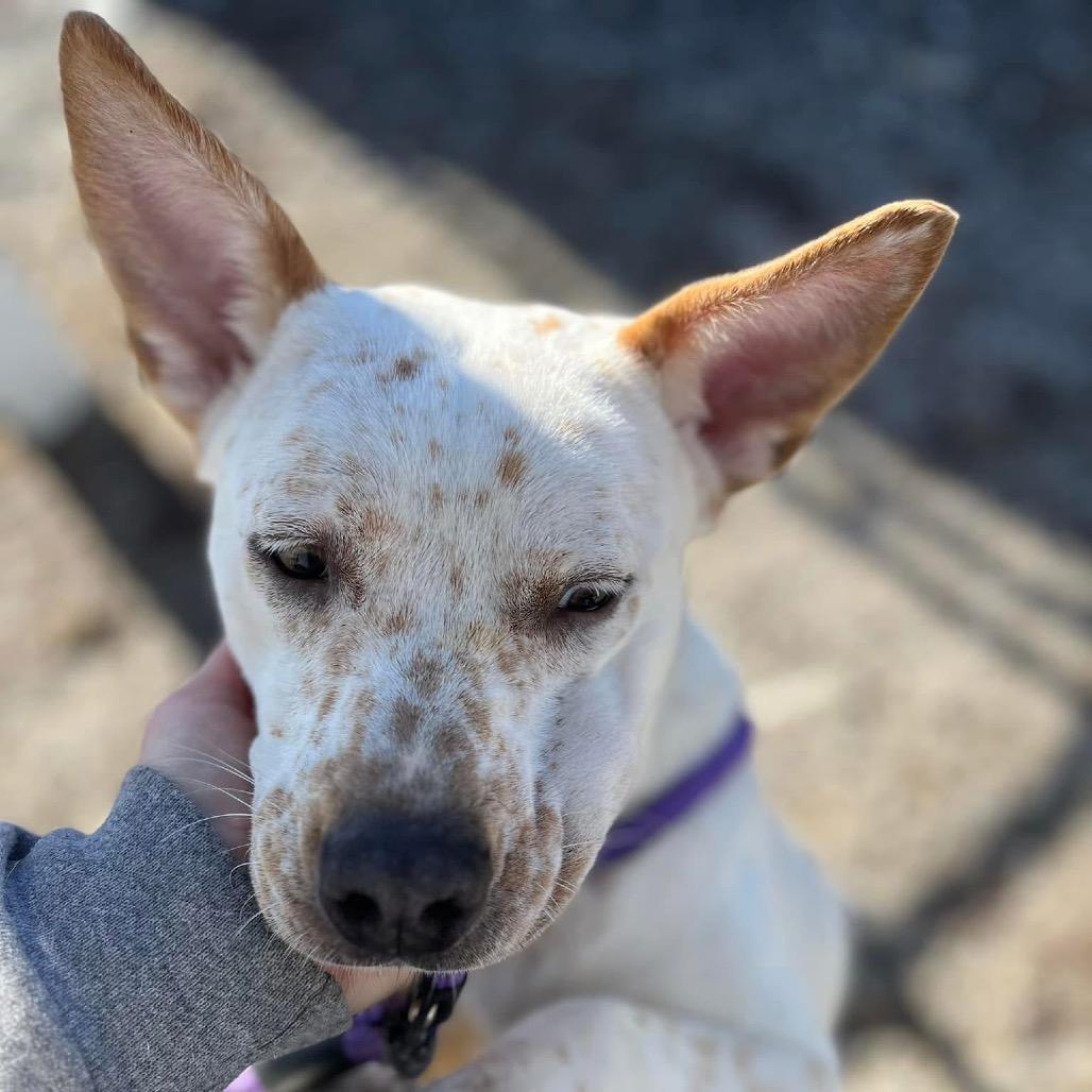 Rain, Adoptable, Adult Female Cattle Dog & Mixed Breed.