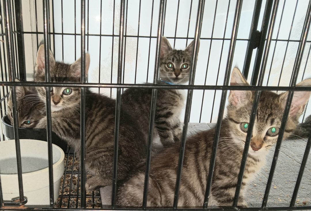 Four of a Kind, Adopted, Kitten Male Domestic Short Hair.