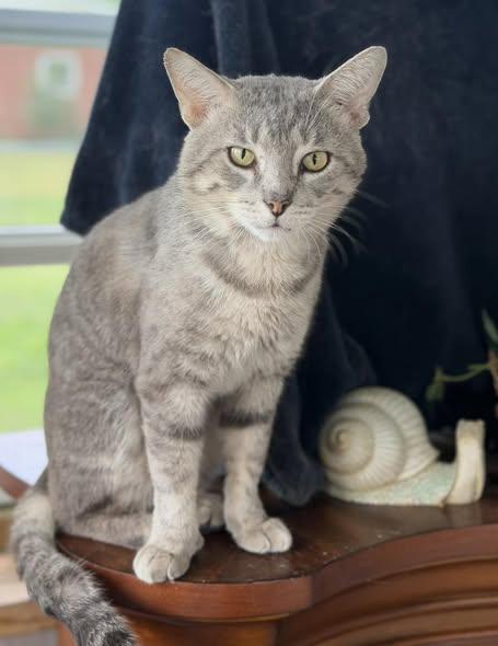 Enlarge STERLING, a Adoptable Domestic Short Hair in Heath, OH image 1/2