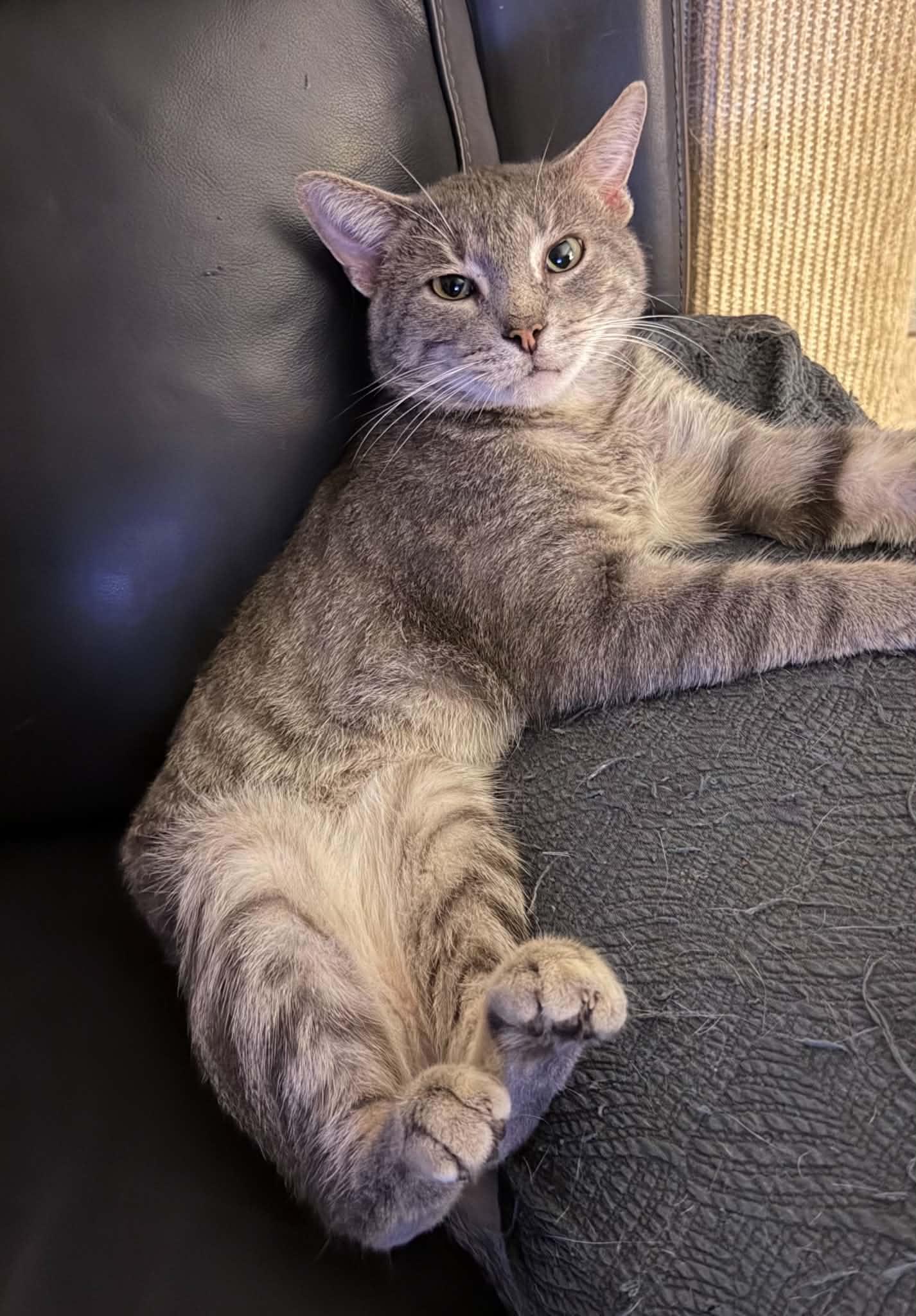 Enlarge STERLING, a Adoptable Domestic Short Hair in Heath, OH image 2/2