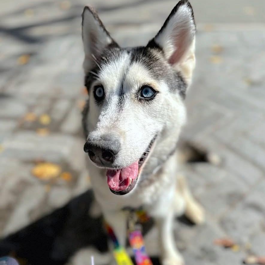 Enlarge Omaha, a Adoptable Siberian Husky in Wethersfield , CT image 3/6