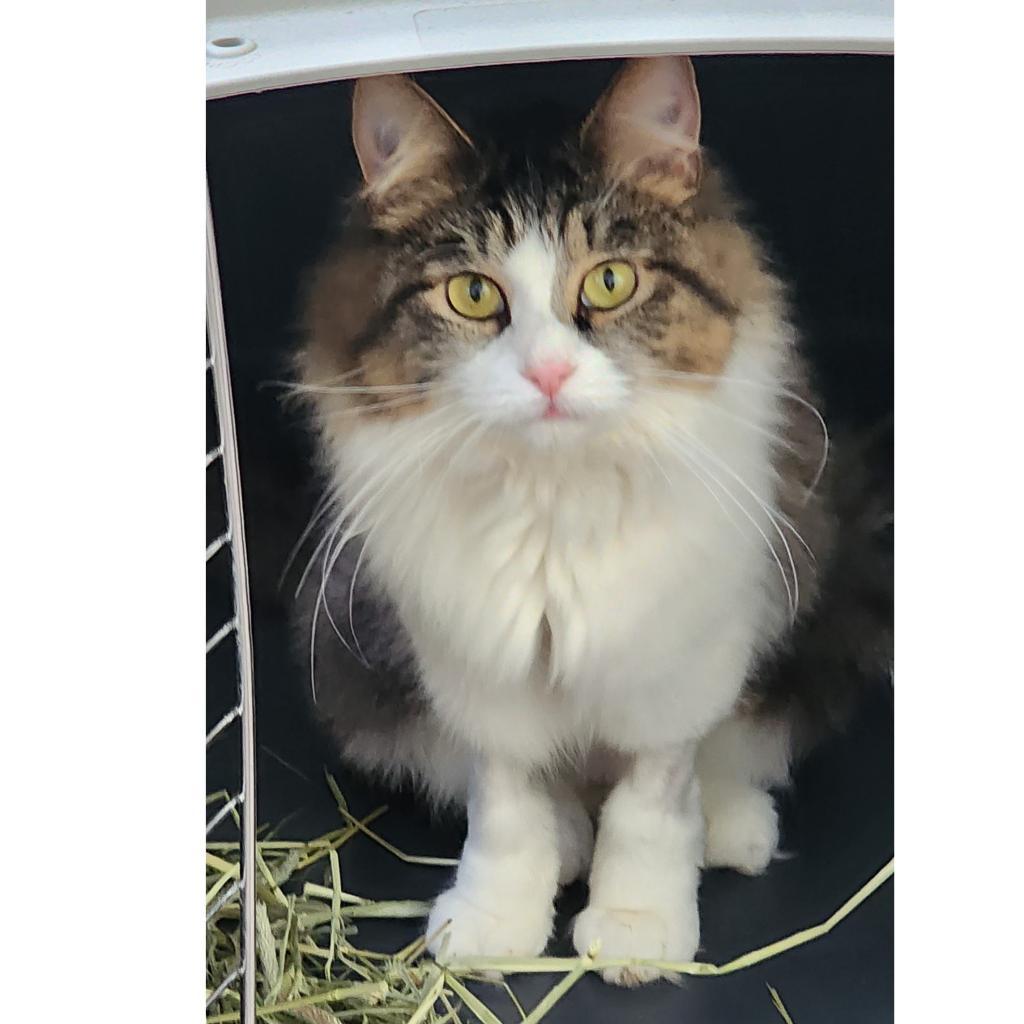 Enlarge Ricotta, a Adoptable Domestic Medium Hair in Middletown, NY image 1/5