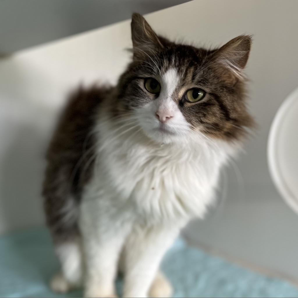 Enlarge Ricotta, a Adoptable Domestic Medium Hair in Middletown, NY image 2/5