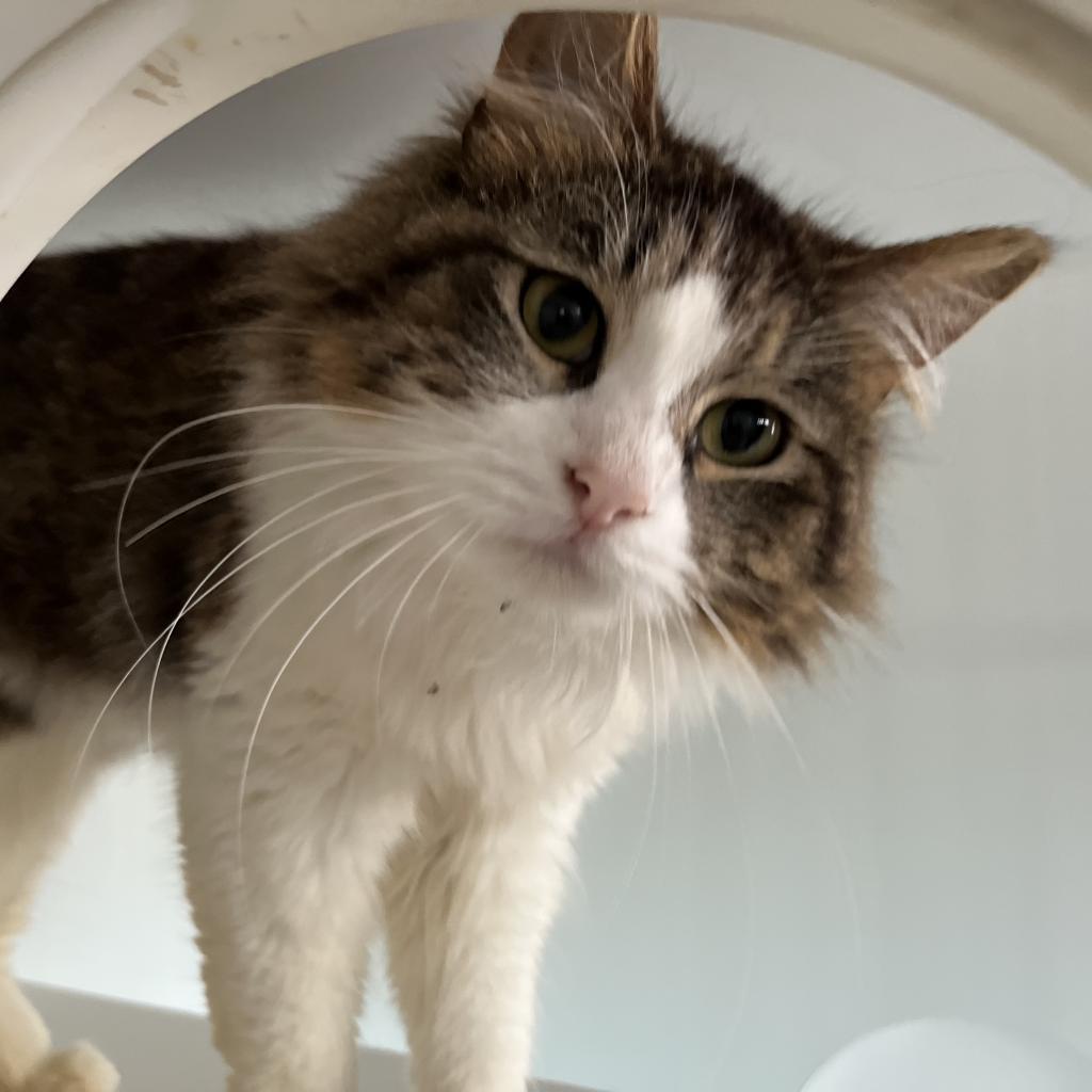 Enlarge Ricotta, a Adoptable Domestic Medium Hair in Middletown, NY image 3/5