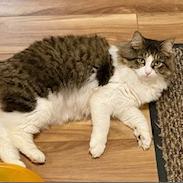 Enlarge Ricotta, a Adoptable Domestic Medium Hair in Middletown, NY image 4/5