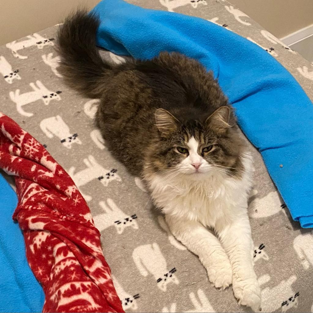 Enlarge Ricotta, a Adoptable Domestic Medium Hair in Middletown, NY image 5/5