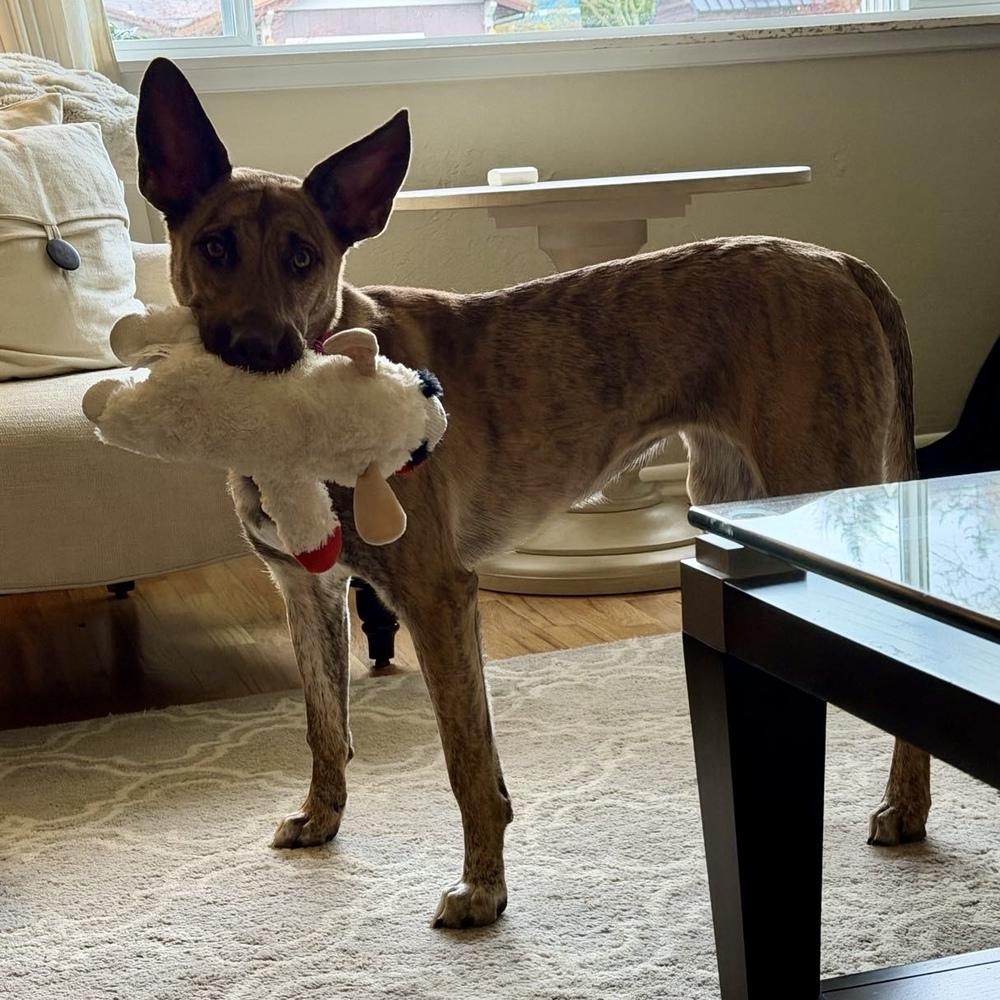 Enlarge Alexis - AVAILABLE, a Adoptable mixed breed in Seattle, WA image 5/6