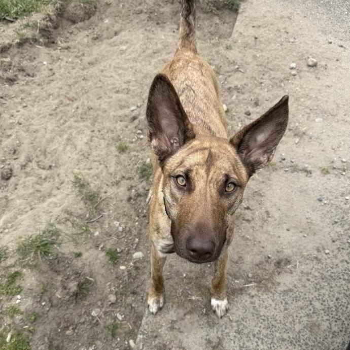 Enlarge Alexis - AVAILABLE, a Adoptable mixed breed in Seattle, WA image 1/6