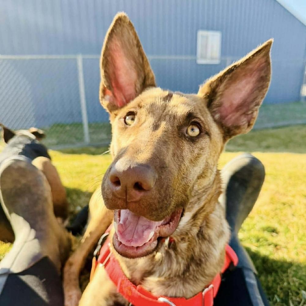 Enlarge Alexis - AVAILABLE, a Adoptable mixed breed in Seattle, WA image 2/6