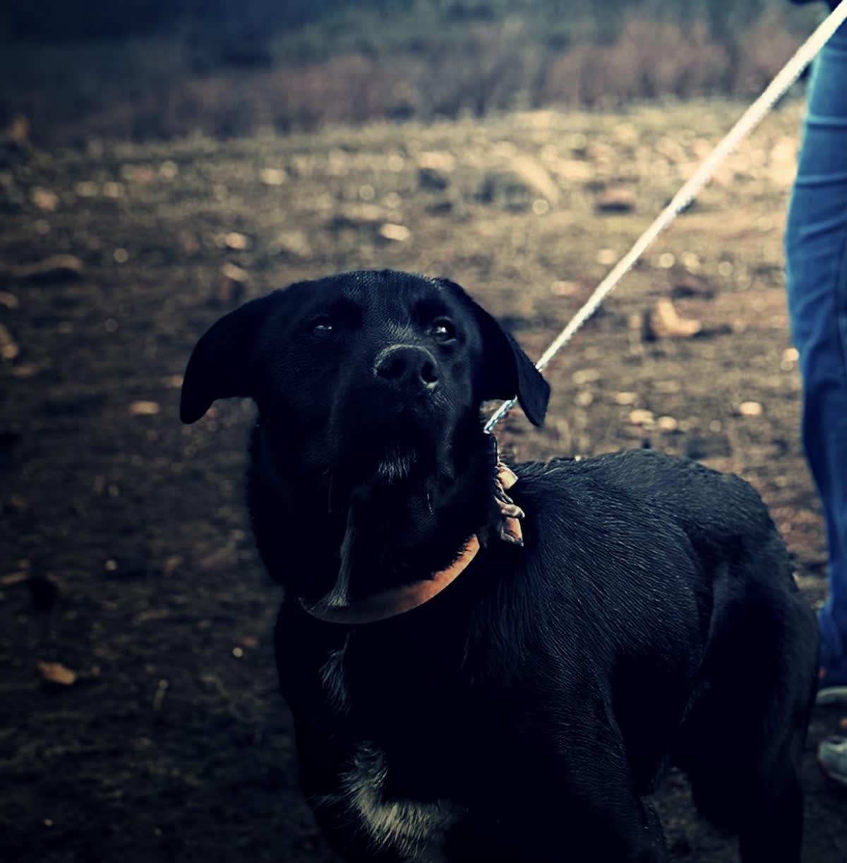 Bruno, adopted, Adult Male Wire Fox Terrier.