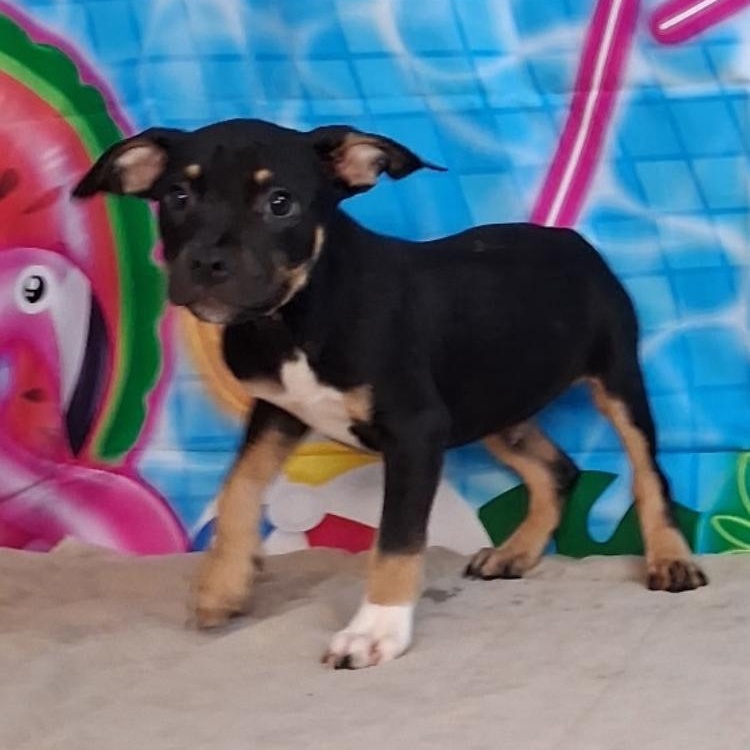 Winston- Come Meet, ADOPTABLE, Puppy Male Hound & Mixed Breed.