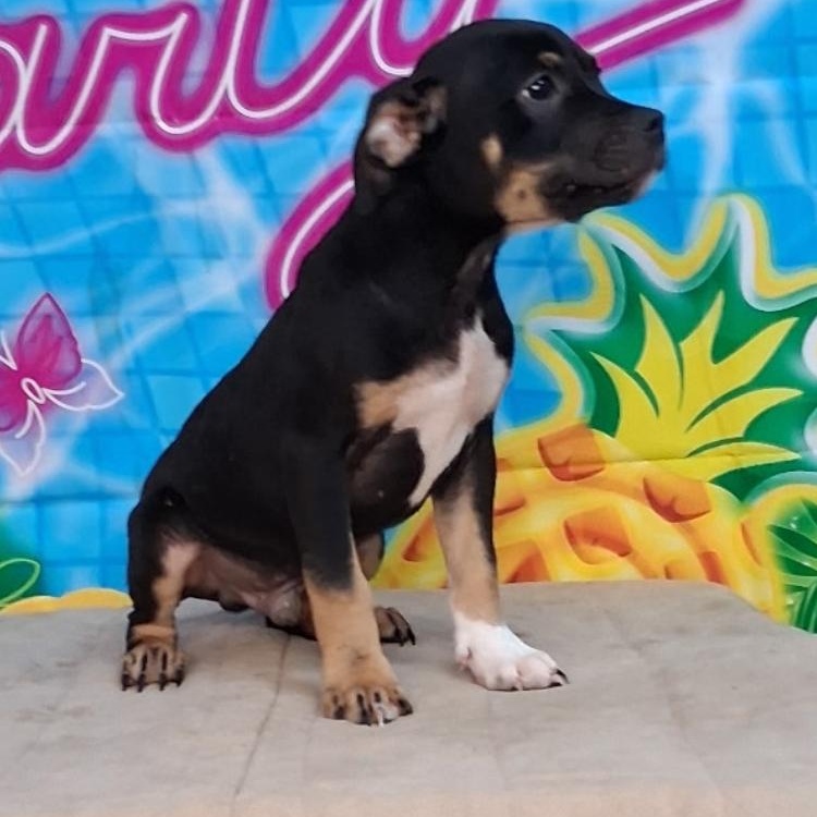 Enlarge Winston- Come Meet, a ADOPTABLE mixed breed in Medfield, MA image 2/3