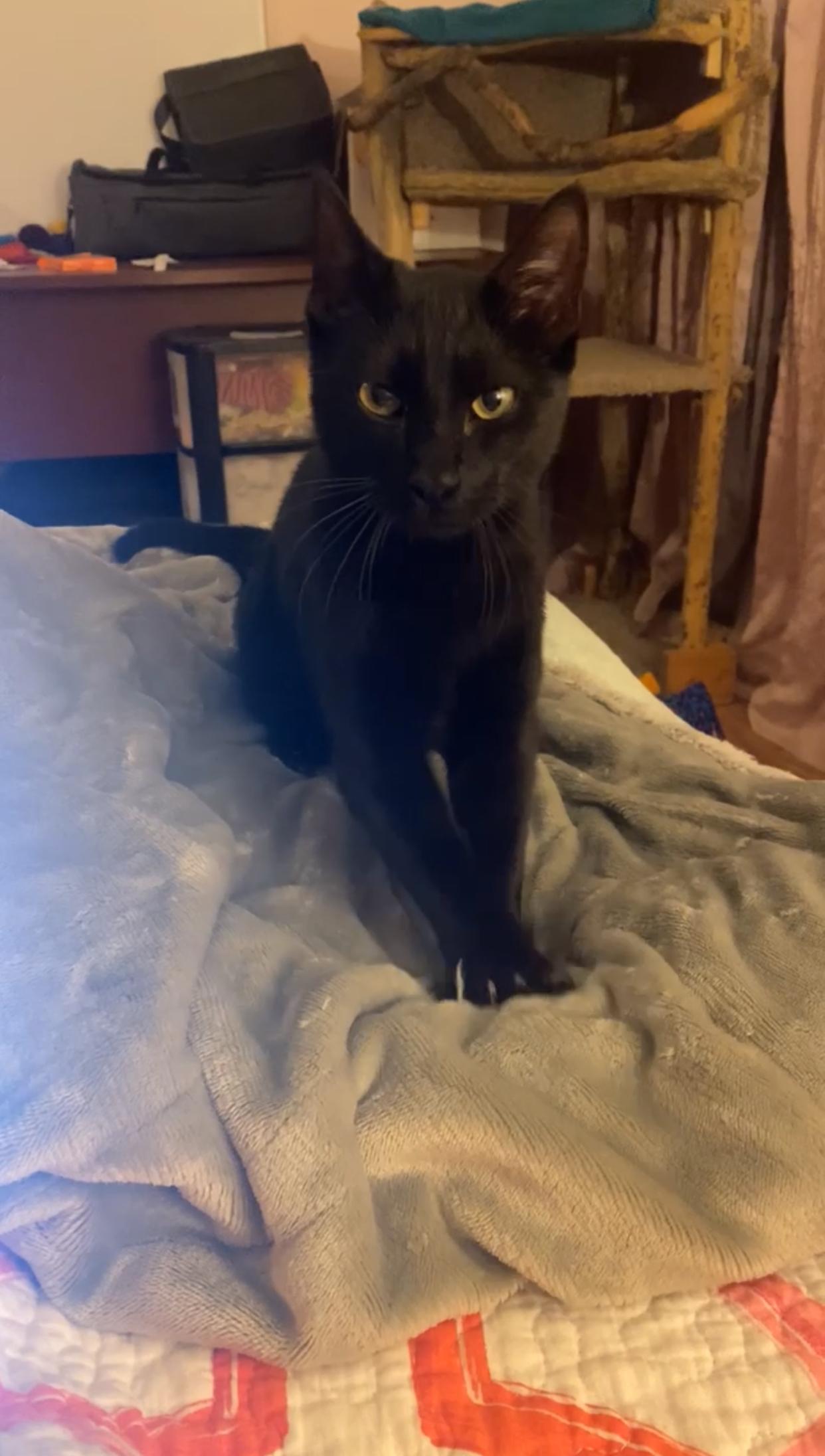 Benji, Adopted, Young Male Domestic Short Hair.