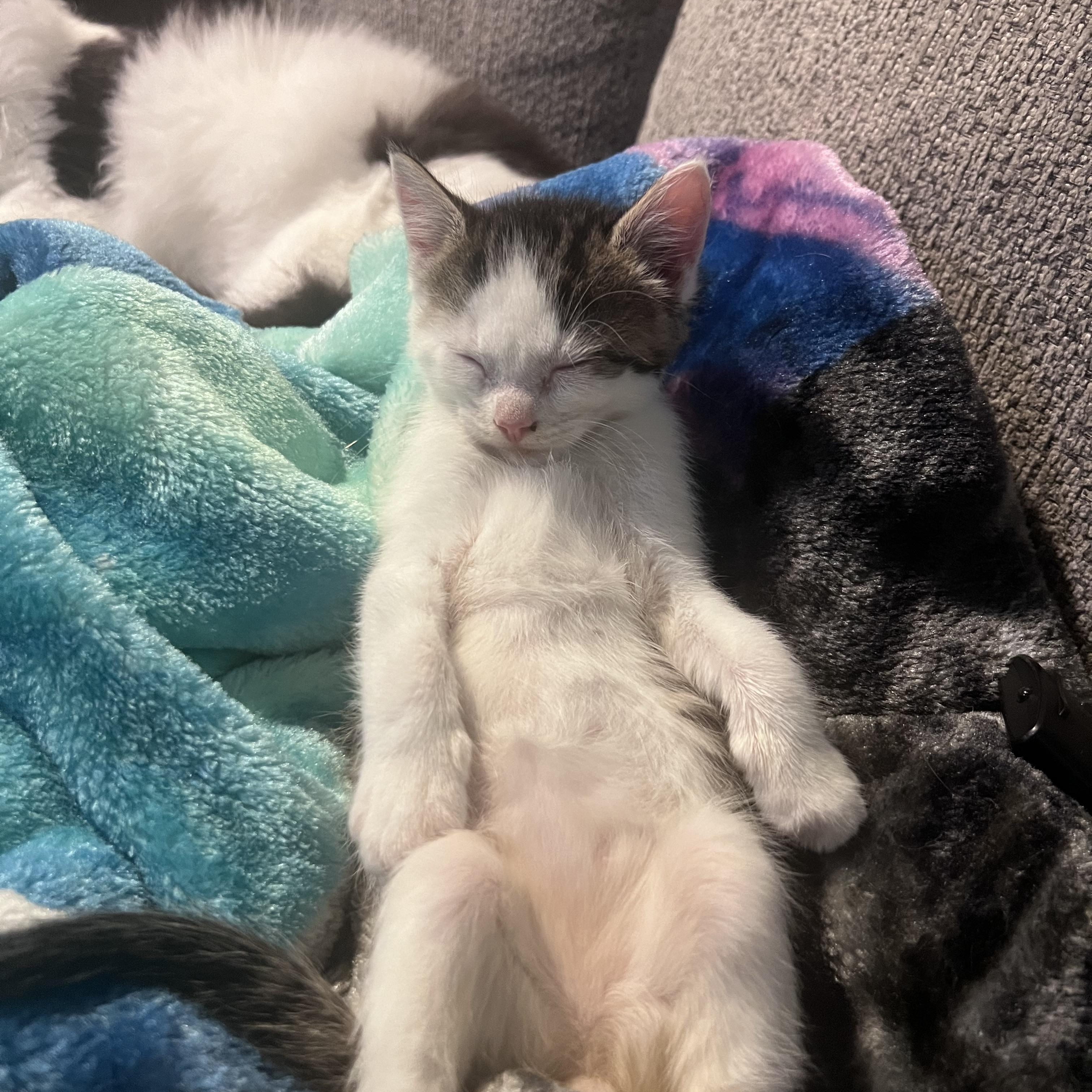 Enlarge Mike Wizowski $95, a Adoptable Domestic Short Hair in Seneca, SC image 2/2