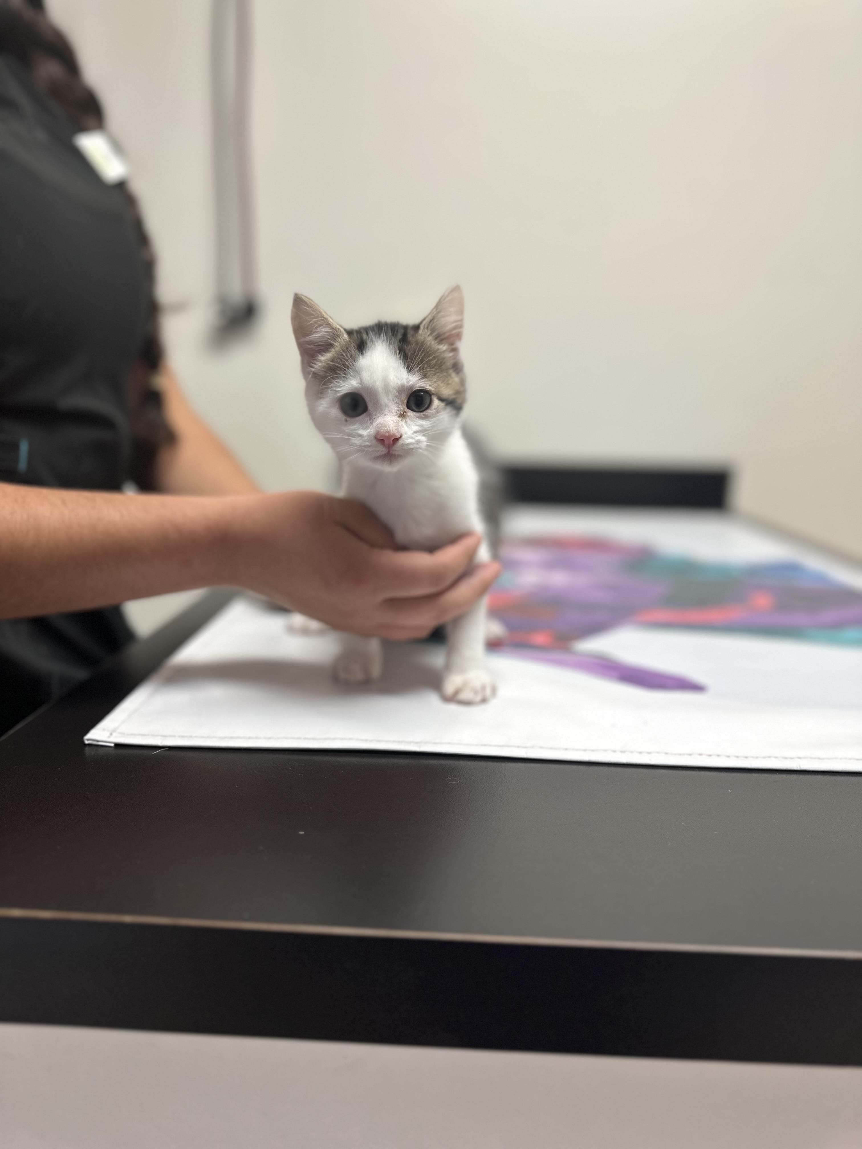 Mike Wizowski $95, Adoptable, Kitten Male Domestic Short Hair.