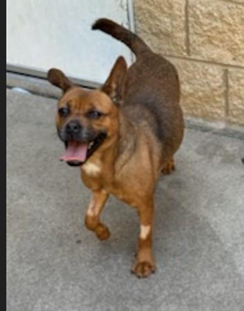 Enlarge COZY HEART PENGUIN, a Adoptable mixed breed in Aurora, IL image 1/1
